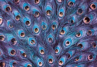 Флизелиновые фото обои с природой 254x184 см павлинье перо (11046V4)+клей - вид 1 миниатюра