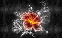 3d флизелиновые фотообои в спальню 416x254 см Огненный цветок на черно-белом фоне (1107VEXXXL)+клей