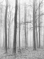 Флізелінові фото шпалери дерева 206x275 см ліс (11223VEA)+клей - вид 1 мініатюра