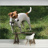 Флизелиновые фото обои животные 312x219 см Собака (11371VEXXL)+клей