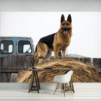 Флизелиновые 3д фотообои с природой в интерьере 254x184 см Собака (11373V4)+клей