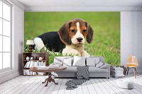 Флизелиновые фото обои зеленая трава 312x219 см Собака (11374VEXXL)+клей