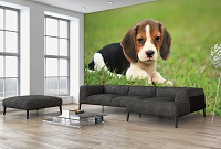 Флизелиновые фотообои с природой в интерьере 254x184 см Собака (11374V4)+клей