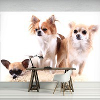 Флизелиновые фото обои с собаками на стену 312x219 см (11377VEXXL)+клей