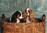 Флизелиновые фотообои природа 254x184 см Собаки (11379V4)+клей - вид 1 миниатюра