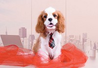 Флизелиновые обои фото 368x254 см Собака (11380V8)+клей - вид 1 миниатюра