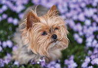 Флизелиновые фотообои 254x184 см Собака (11381V4)+клей - вид 1 миниатюра