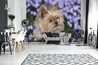 Флизелиновые фото обои забавные животные 312x219 см Собака (11381VEXXL)+клей