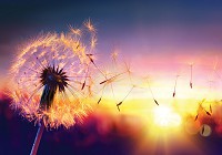 Флизелиновые 3д фото обои 312x219 см Одуванчик (11416VEXXL)+клей - вид 1 миниатюра