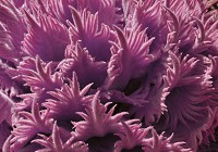 Фото красивих квітів флізелінові фотошпалери 416x254 см Рослини (11680VEXXXL)+клей - вид 1 мініатюра