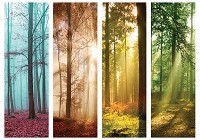 Флизелиновые фотообои лес 254x184 см (11684V4)+клей - вид 1 миниатюра