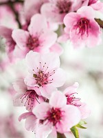 Флізелінові фотошпалери 3д для залу що розширюють простір 206x275 см Квіти вишні (1168VEA) +клей - вид 1 мініатюра