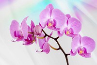 Флізелінові 3 д фото шпалери в спальню квіти 416x254 см Рожева орхідея (116VEXXXL)+клей