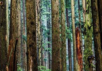 Флизелиновые фото обои растительные 312x219 см лес (11751VEXXL)+клей - вид 1 миниатюра