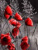 Флізелінові фото шпалери в квітку 206x275 см Червоні маки (11763VEA)+клей - вид 1 мініатюра