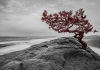 Флизелиновые 3D фотообои в спальню природа 368x254 см Красное дерево на скале (11771V8)+клей - вид 1 миниатюра
