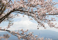Флізелінові фотошпалери природа квіти 520x318 см Сакура гілки в горах на фоні неба (11800VEXXXXXL) +клей - вид 1 мініатюра