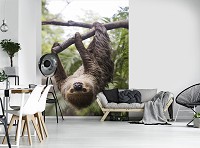 Флізелінові 3d фотошпалери звірі 206x275 см лінивець (11858VEA)+клей - вид 5 мініатюра