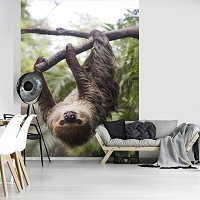 Флизелиновые 3d фотообои звери 206x275 см ленивец (11858VEA)+клей