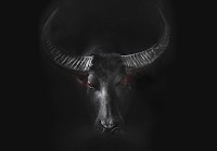 Флизелиновые 3д фотообои с животными в интерьере 416x290 см Черный бык на темном фоне (11897VEXXXXL) +клей - вид 1 миниатюра