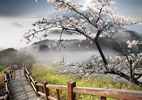 Флизелиновые 3д фотообои для зала 206x275 см Дерево и лестница на фоне туманных гор (12022VEA) +клей - вид 1 миниатюра