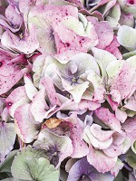 Флізелінові 3д фото шпалери рослинні 206x275 см Пастельні квіти (12045VEA)+клей - вид 1 мініатюра