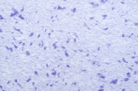 Жидкие обои Юрски Юкка 1205 Фиолетовый