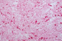 Жидкие обои Юрски Юкка 1208 Малиновый