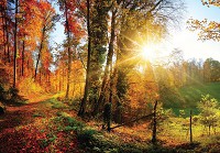 Флизелиновые фотообои природа пейзаж 368х254 см Лучи в осеннем лесу (12108V8)+клей - вид 1 миниатюра