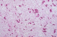 Рідкі шпалери Юрскі Юкка 1211 Пурпурний