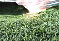 Флізелінові 3д фотошпалери природа 312x219 см Молода зелена трава (12130VEXXL) +клей - вид 1 мініатюра