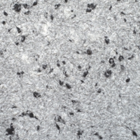 Жидкие обои Юрски Юкка 1215 Черный