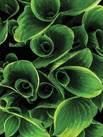 Фотошпалери флізелінові 184x254 см Зелене листя (12160V4A)+клей - вид 1 мініатюра