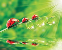 Над кроватью 3д флизелиновые фотообои в спальню 254x184 см Божья коровка (121V4)+клей