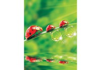 3д флизелиновые фотообои в зал фото 206x275 см Божья коровка (121VEA)+клей