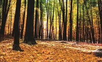 Спальня флізелінові фотошпалери 416x254 см Жовте листя в осінньому лісі (1220VEXXXL)+клей - вид 1 мініатюра