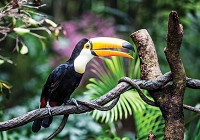 Флизелиновые 3д фотообои 416x290 см Птицы Тукан Экзотические Джунгли (12222VEXXXXL) +клей - вид 1 миниатюра
