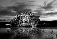 Флизелиновые черные фото обои 3d 416x254 см Голубоглазый ягуар (12365VEXXXL)+клей - вид 1 миниатюра