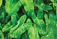 Флізелінові фотошпалери 416x254 см Ботанічні 3Д Велике зелене листя (12371VEXXXL) +клей - вид 1 мініатюра