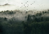 Флізелінові фотошпалери на всю стіну краєвид природа 416x290 см Птахи ліс та туман (12517VEXXXXL) +клей - вид 1 мініатюра