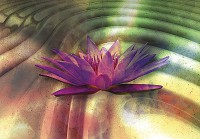 Флізелінові три де фото шпалери 254x184 см Квітка лілії на хвилях 3D (12571V4)+клей - вид 1 мініатюра