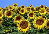 Флізелінові фото шпалери зелене листя 312x219 см Квіти Поле Соняшників (12602VEXXL)+клей - вид 1 мініатюра