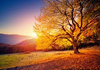 Флизелиновые 3д фотообои на кухню природа пейзаж ландшафт 368x254 см Осеннее дерево на закате (12640V8) +клей - вид 1 миниатюра