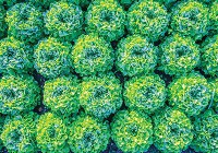 Флизелиновые фото обои растительные 254x184 см Салат Латук (12650V4)+клей