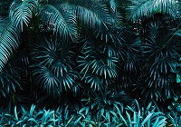 Флизелиновые 3д фото обои природа Экзотическая ботаническая зелень 254x184 см Листья в джунглях (12666V4)+клей - вид 1 миниатюра