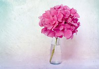 Флизелиновые 3д фотообои цветы в интерьере спальни 368x254 см Розовая гортензия на белом фоне (12692V8) +клей - вид 1 миниатюра