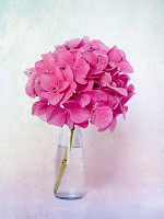 Флізелінові фото шпалери з квітами на стіну 184x254 см Рожева гортензія (12692V4A)+клей - вид 1 мініатюра