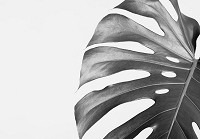 Флізелінові фото шпалери 254x184 см Великий чорно-білий лист (12730V4)+клей - вид 1 мініатюра