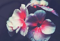 Флізелінові фотошпалери абстракції 3D ніжна квітка та попелясто сірий фон (12755V)+клей - вид 1 мініатюра