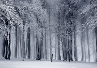 Флизелиновые фотообои Природа Деревья Снег 368x254 см Зима в лесу (12923V8)+клей - вид 1 миниатюра